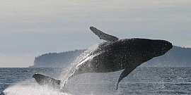 Follow Whales